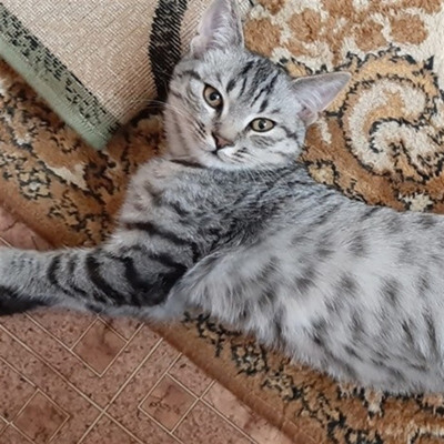 Сьомка, 7 місяців, м.Білопілля