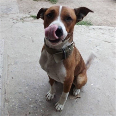 Американський стаффордширський тер'єр Рей