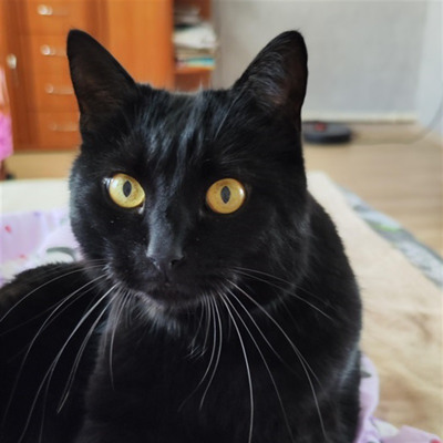 Снікерс 5 років