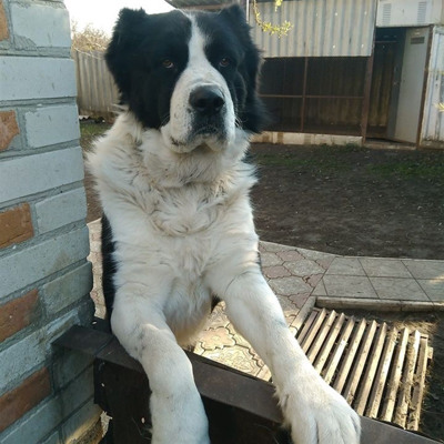 Бай, 5 років, м.Білопілля