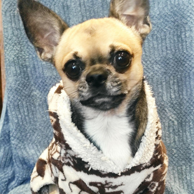 Чихуахуа Арчібальд. Вік 1.8