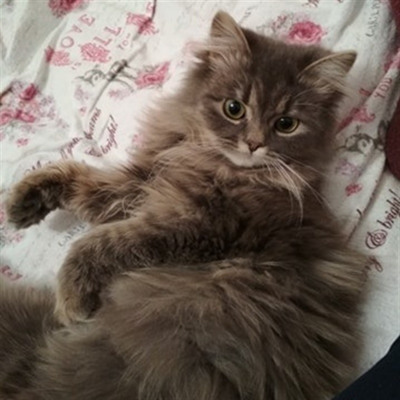 Кицька Сімка