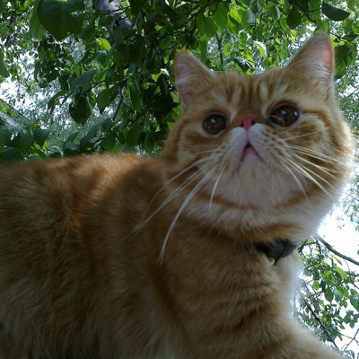 Веніамін, 8 років, м.Білопілля