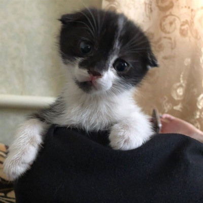 Фелікс