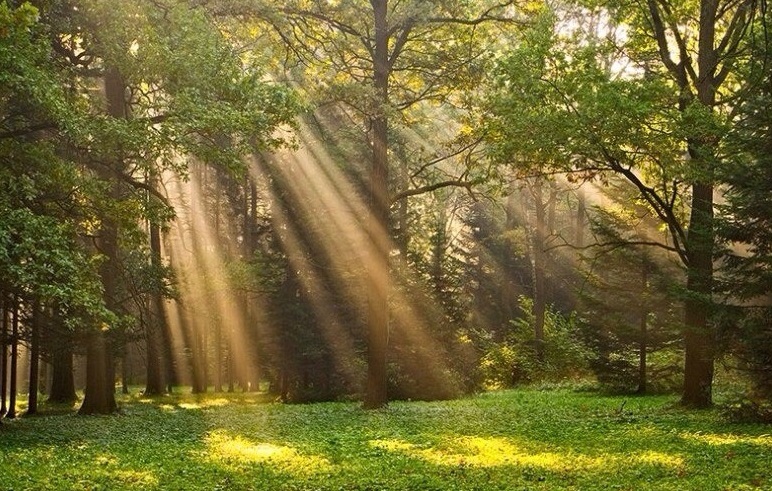 Вітаємо з професійним святом – День працівників лісу