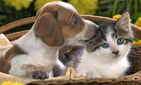 Яка тварина підходить вам за знаком зодіака