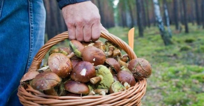 Отруйний/Їстівний: як добре ти розрізняєш гриби?