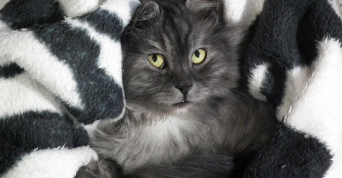 На якого кота ви схожі