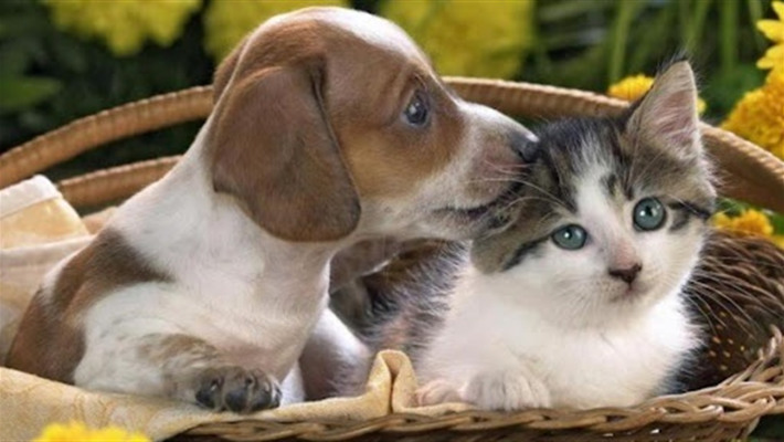 Яка тварина підходить вам за знаком зодіака