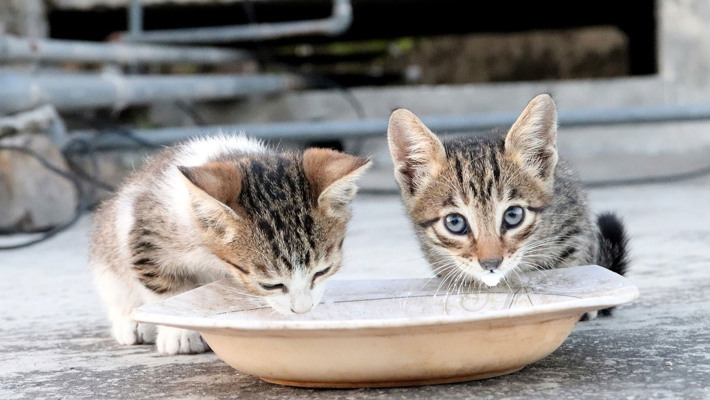 Як назвати кота або кішку? Генератор няшних котячих імен