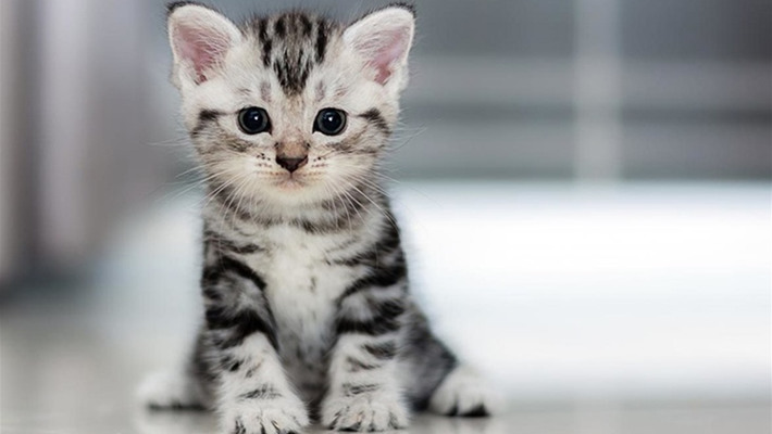 Як назвати кота або кішку? Генератор няшних котячих імен