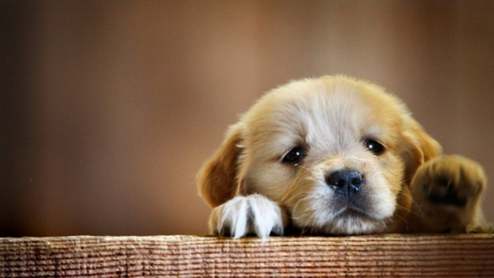 Крутіть рулетку і обирайте собі чотирилапого друга: м'якенькі лапки в добрі руки