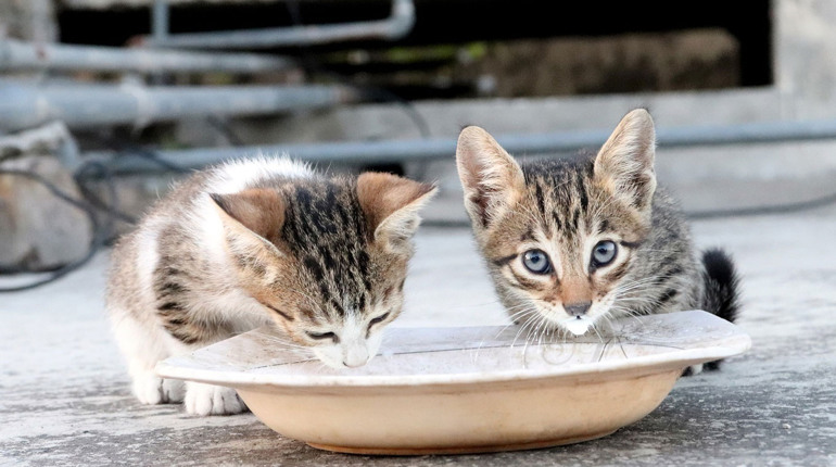 Як назвати кота або кішку? Генератор няшних котячих імен