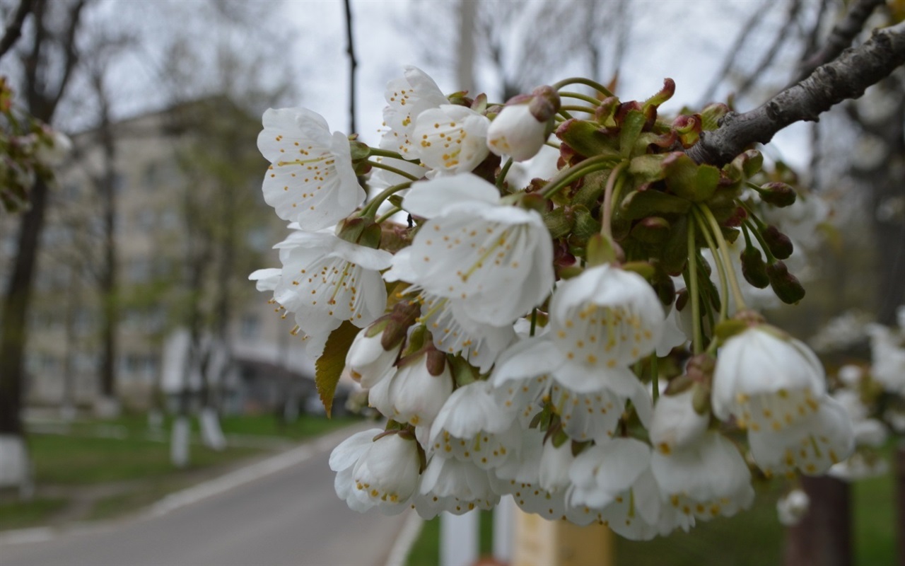Впізнай весняні квіти Кіцманя