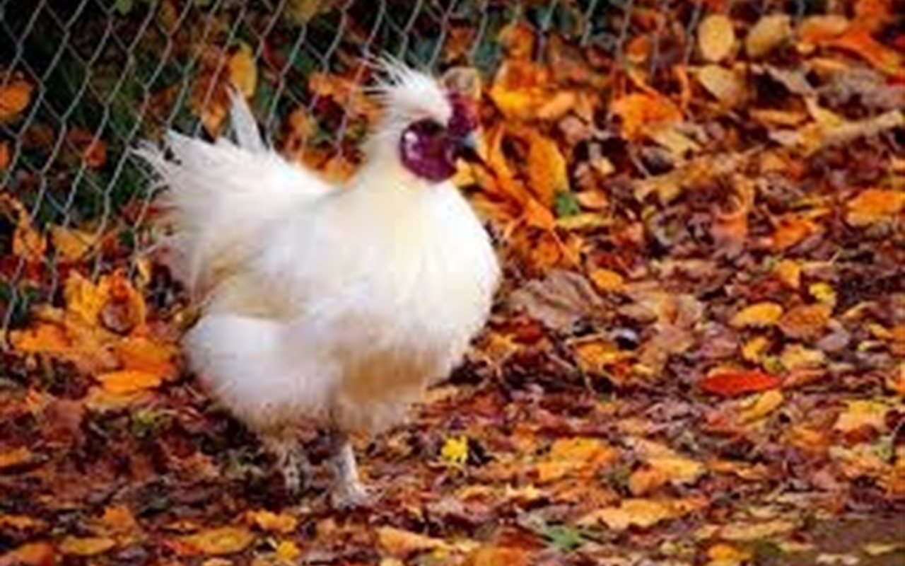 Дощ чи сонце, спека чи холод?