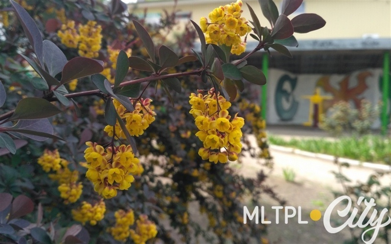 Отличите фаллопию от скумпии: что за кусты цветут в Мелитополе