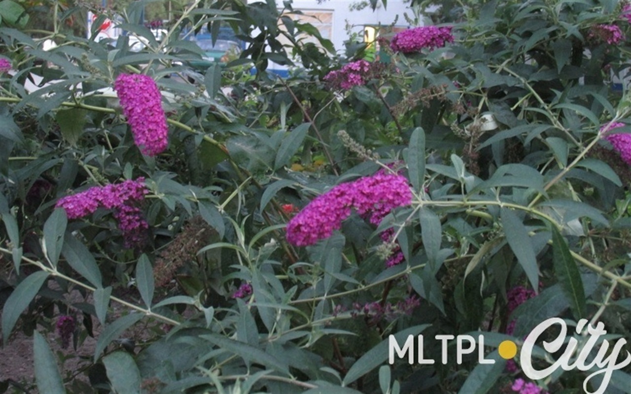 Отличите фаллопию от скумпии: что за кусты цветут в Мелитополе