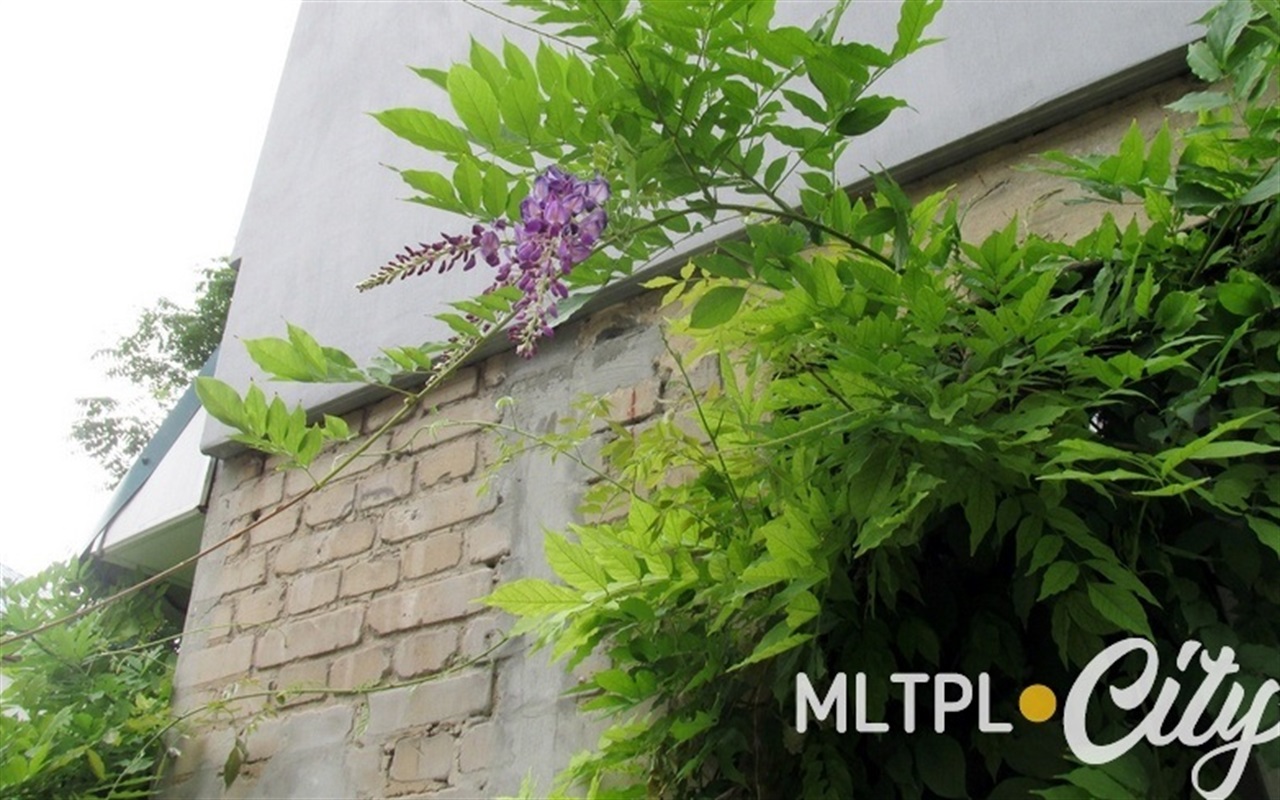 Отличите фаллопию от скумпии: что за кусты цветут в Мелитополе