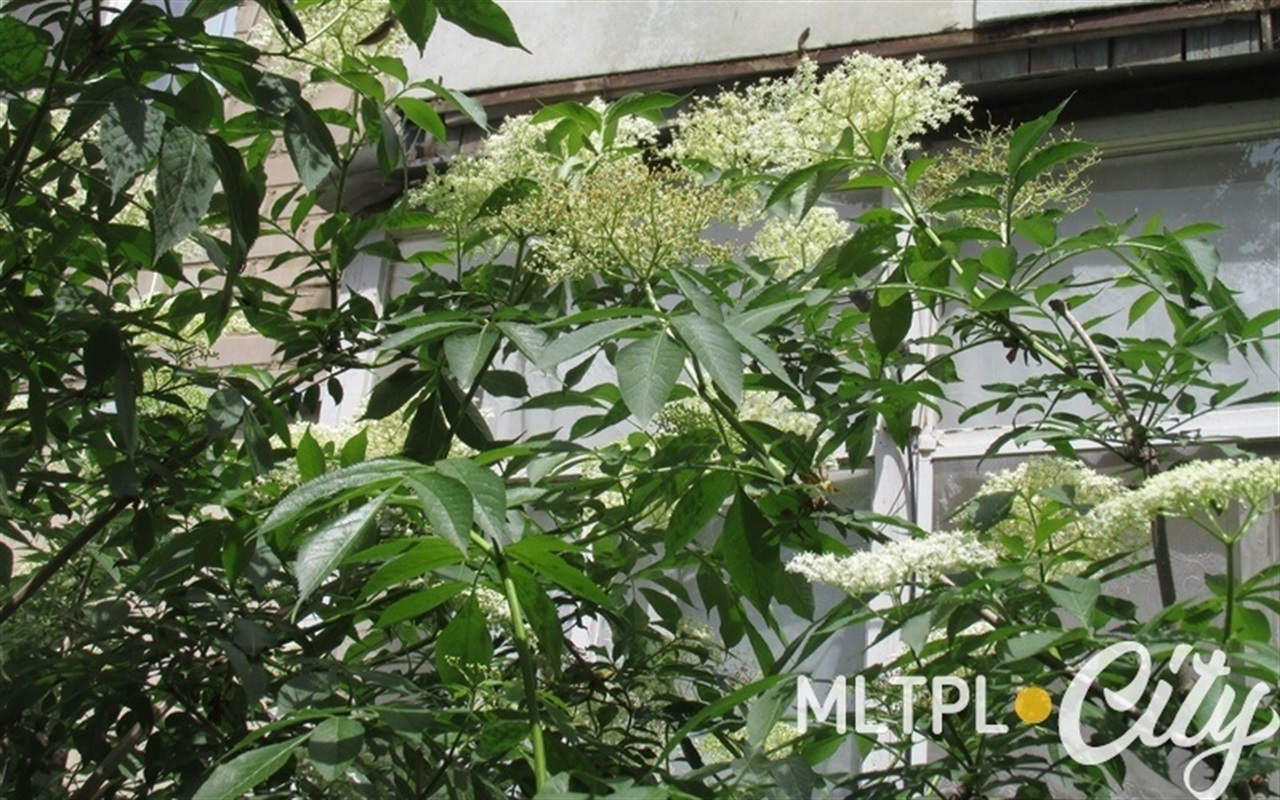 Отличите фаллопию от скумпии: что за кусты цветут в Мелитополе