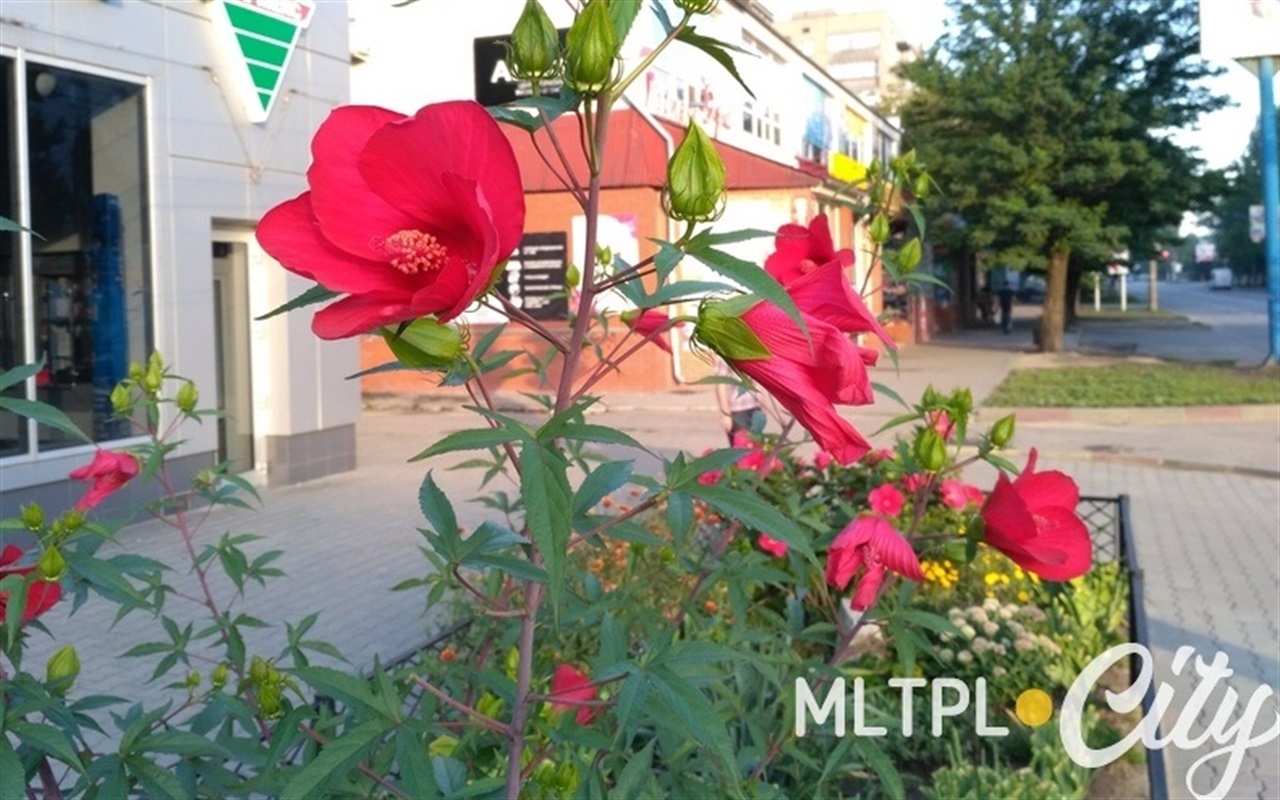 Отличите фаллопию от скумпии: что за кусты цветут в Мелитополе