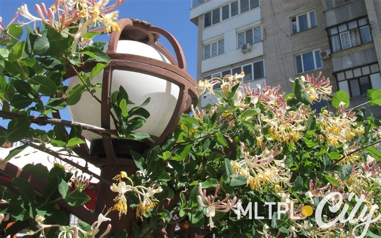 Отличите фаллопию от скумпии: что за кусты цветут в Мелитополе