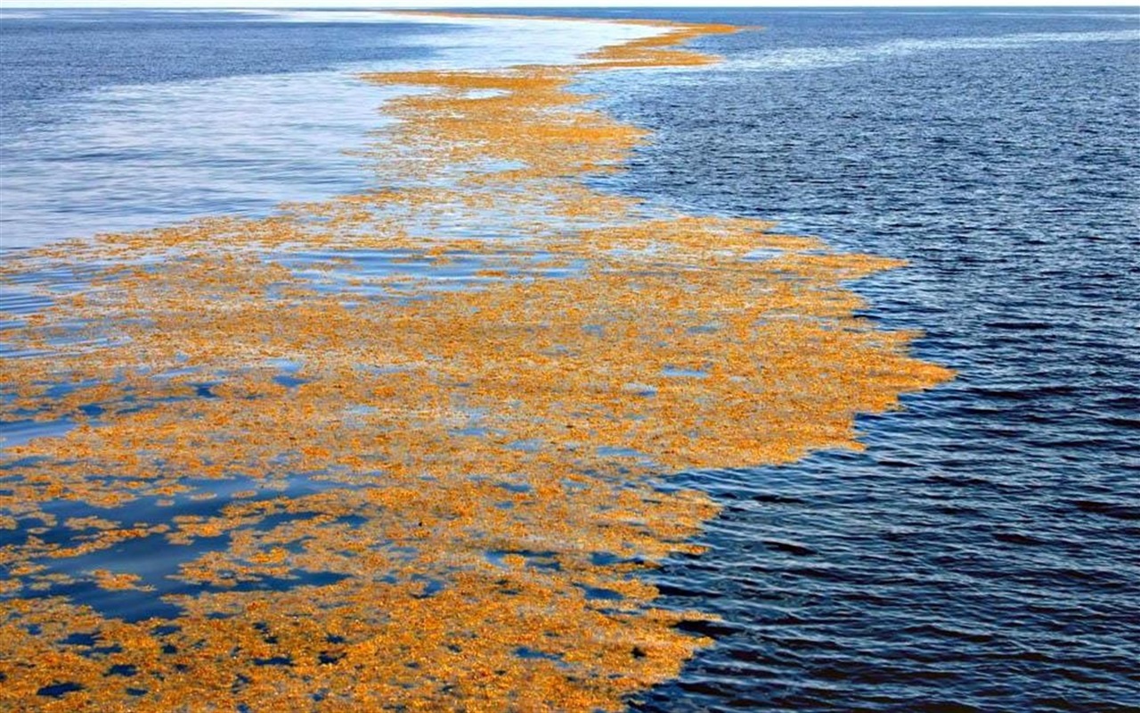 Тест. Вспомни географию: моря и океаны Земли