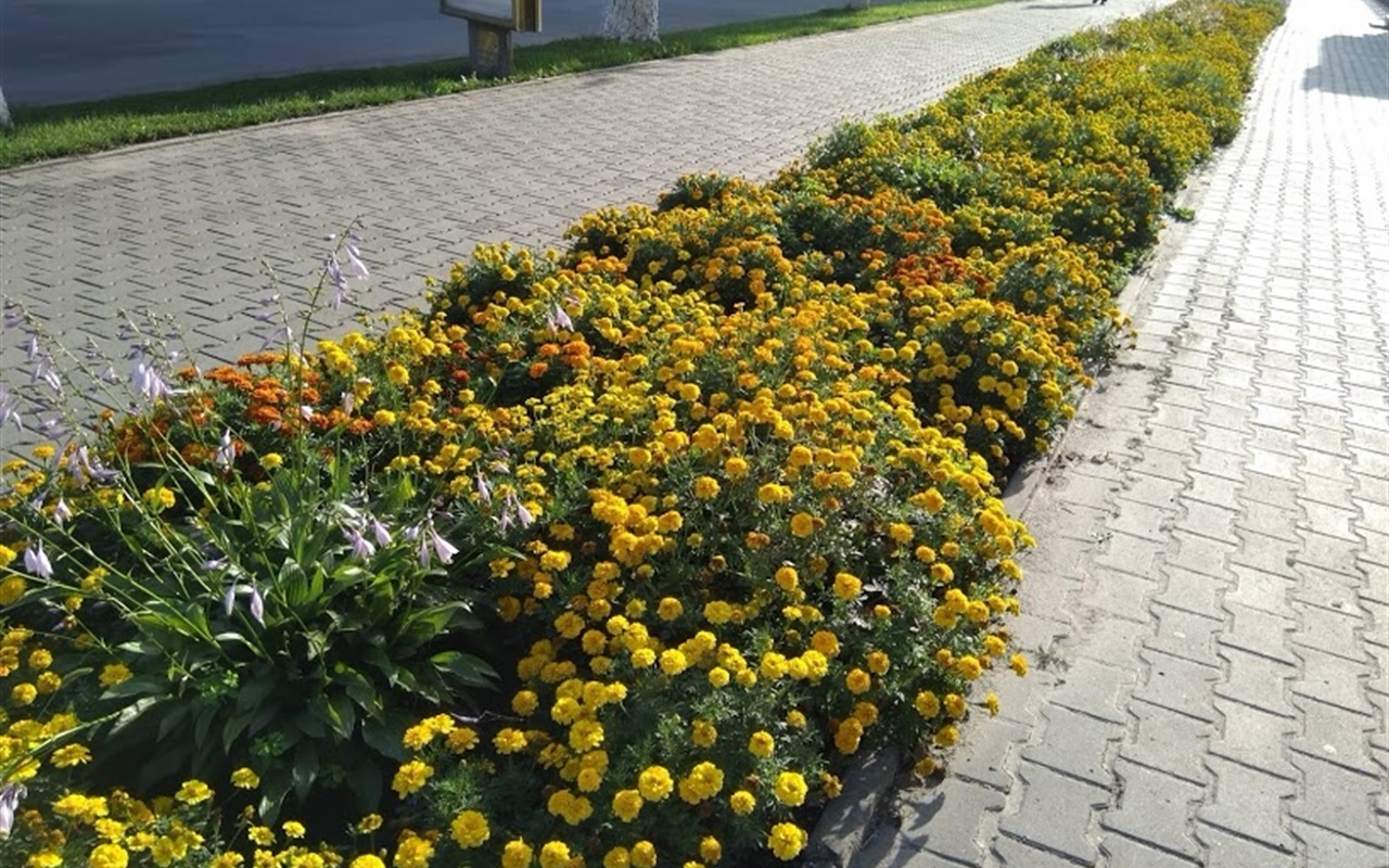Старкон квітує: впізнай клумбу на фото