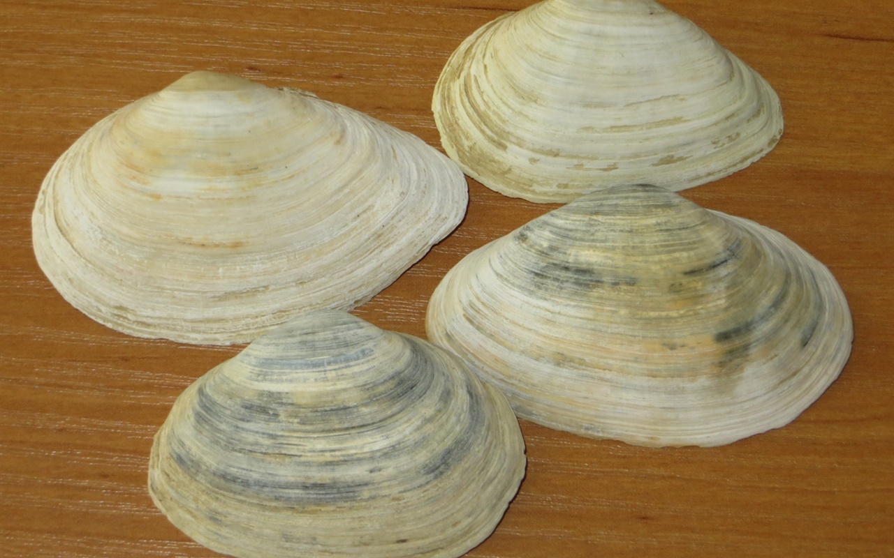 Знаете ли вы моллюсков Азовского моря?
