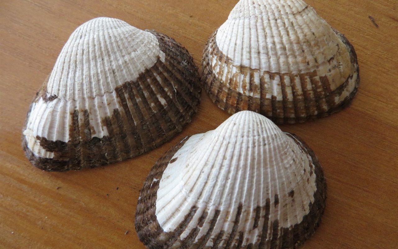 Знаете ли вы моллюсков Азовского моря?