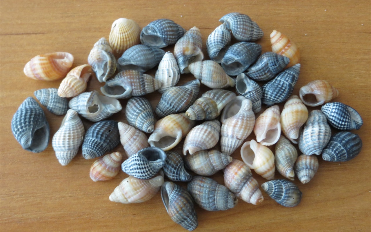 Знаете ли вы моллюсков Азовского моря?