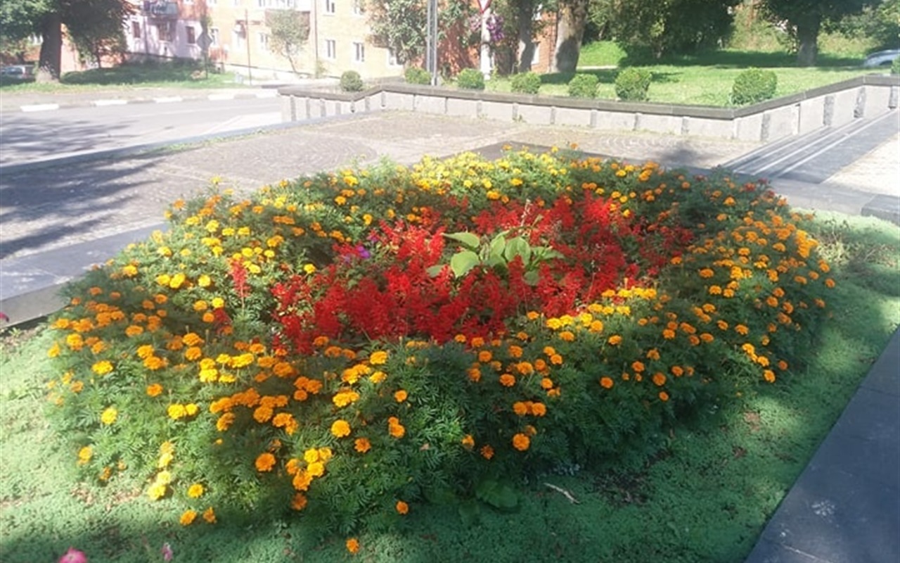 Калуш осінній: впізнай клумбу