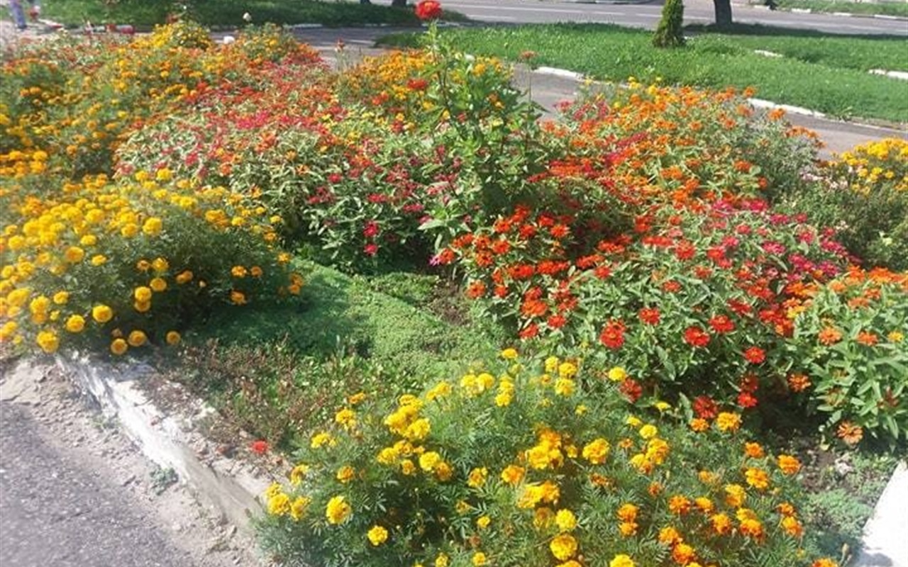 Калуш осінній: впізнай клумбу
