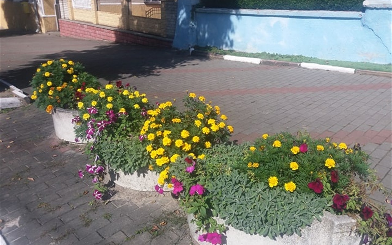 Калуш осінній: впізнай клумбу