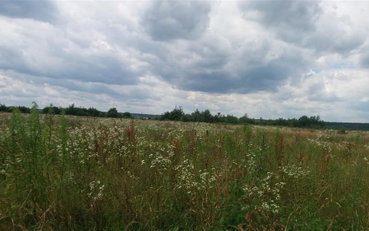 Українські прислів’я та приказки про літо