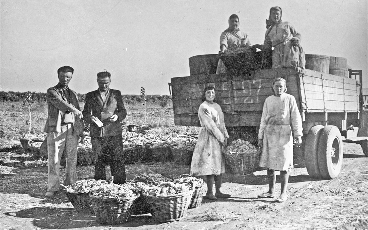 Культура виноградарства и виноделия в Бердянске
