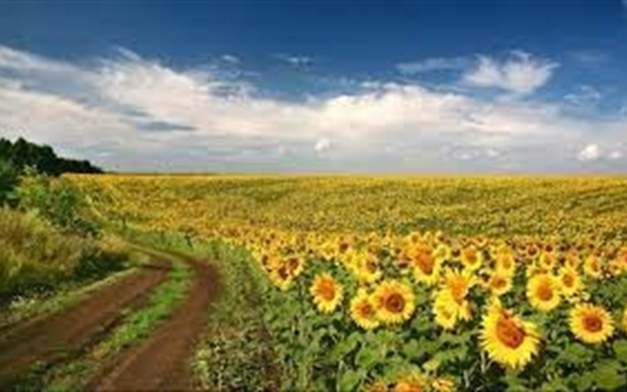 Наскільки ви знаєте правила української мови та правопису?