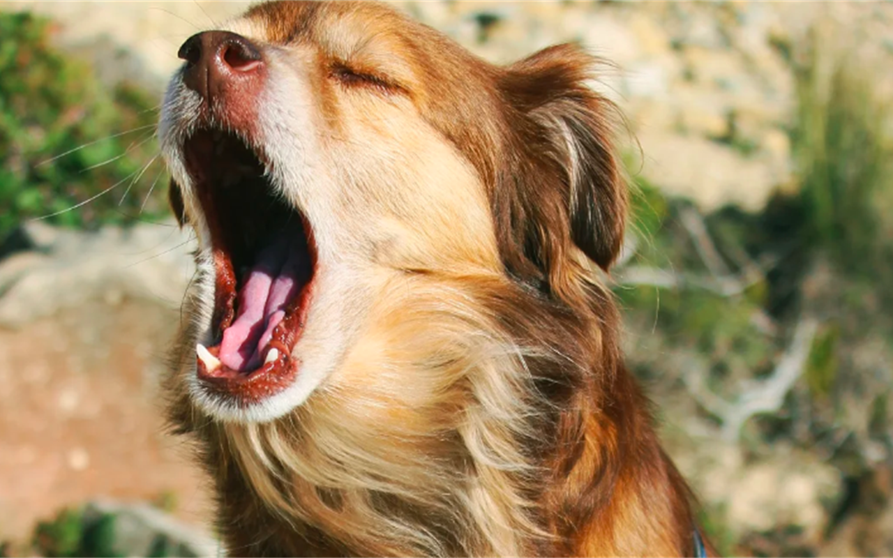 Наскільки ви знаєте говірку Полонного