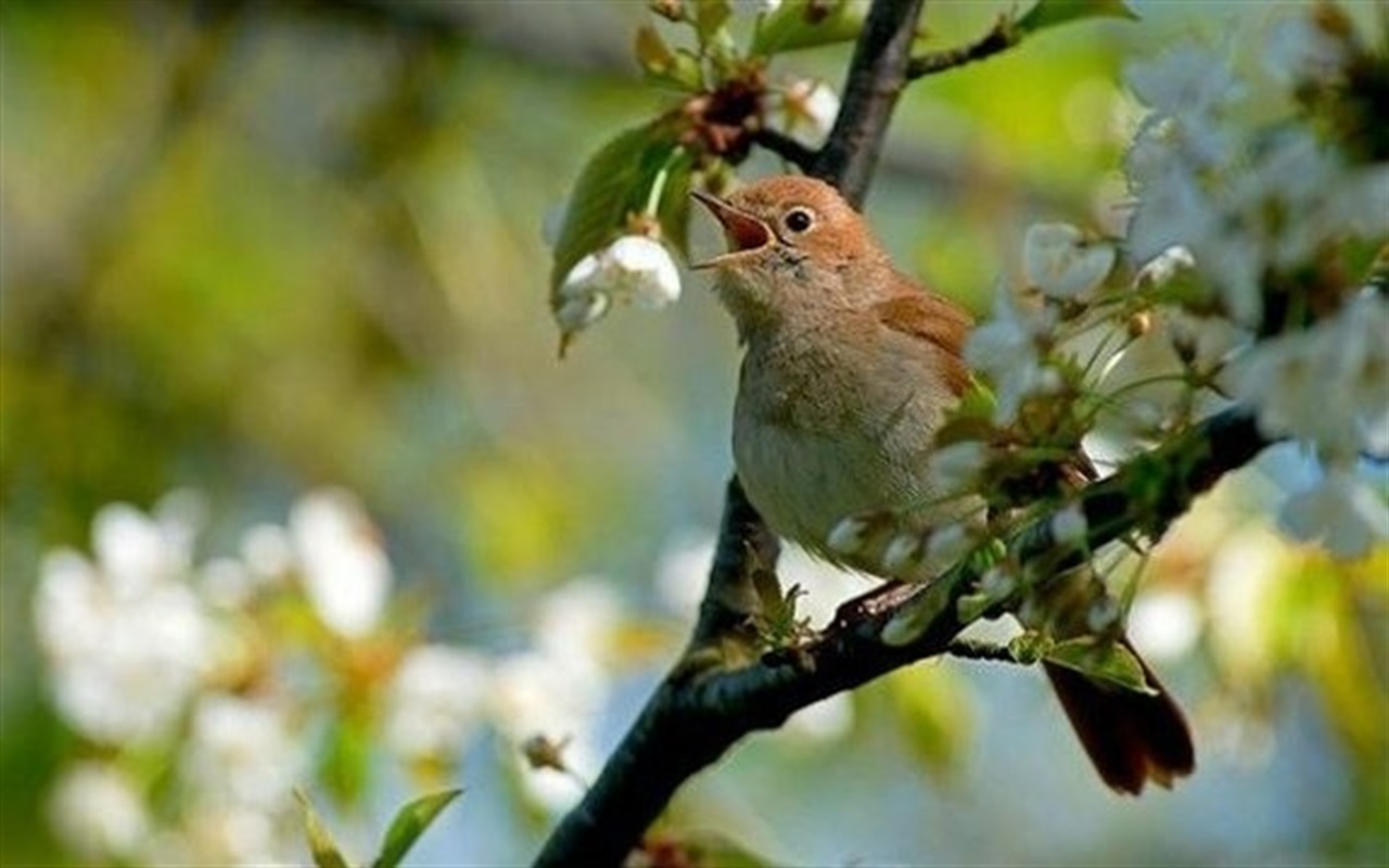 Тест: "Українська література в цитатах: хто автор?"