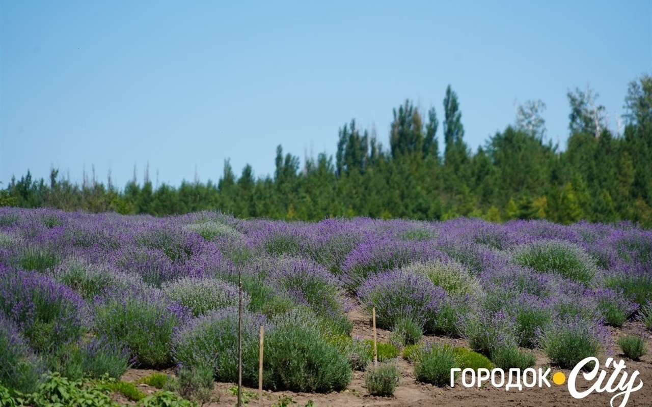 Перевірте себе