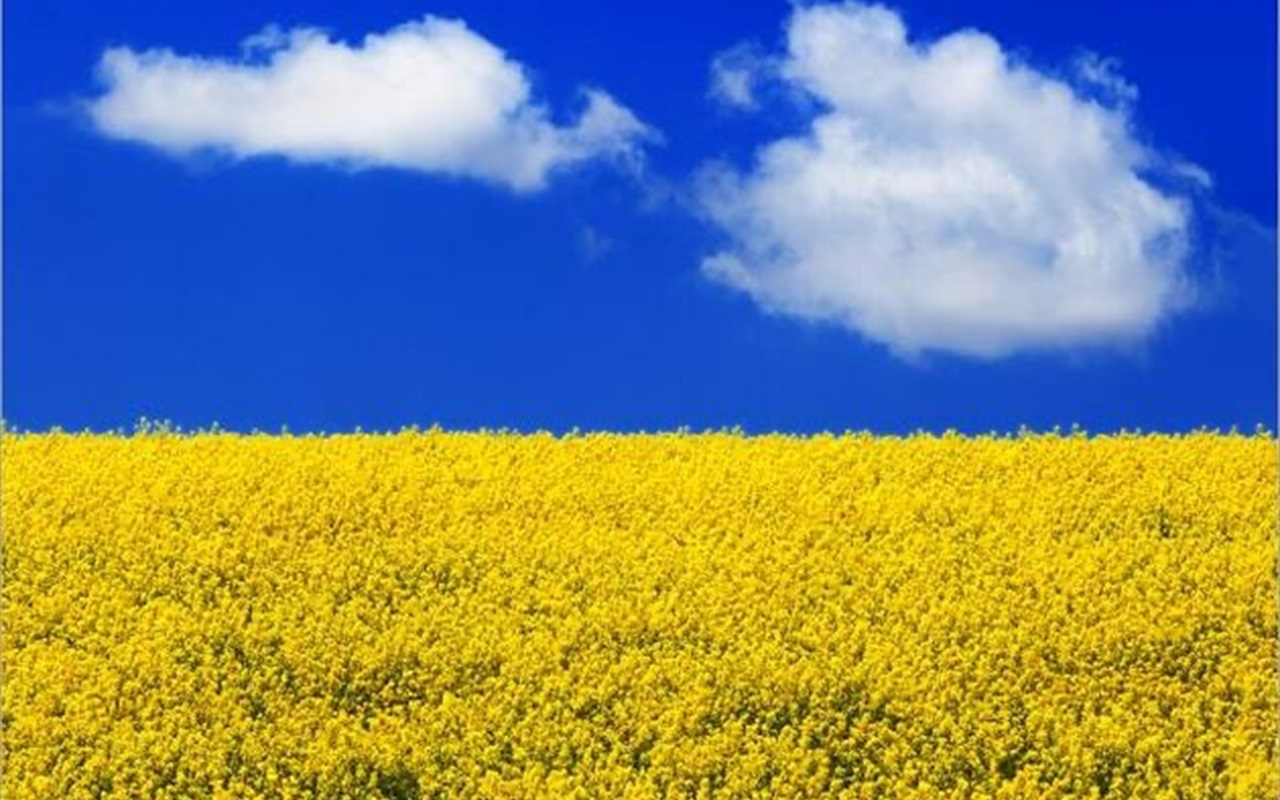 Тест-гра на знання Конституції