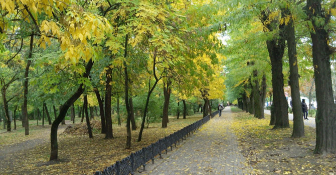 Проверь, знаешь ли ты породы деревьев, что растут вокруг