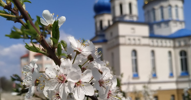 Впізнай весняні квіти Кіцманя