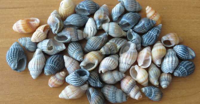 Знаете ли вы моллюсков Азовского моря?